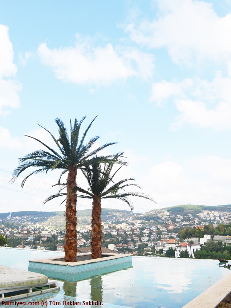 Palm Trees And Sky