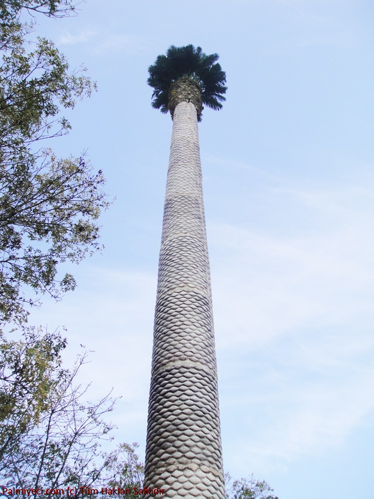 Palm Pole Coating