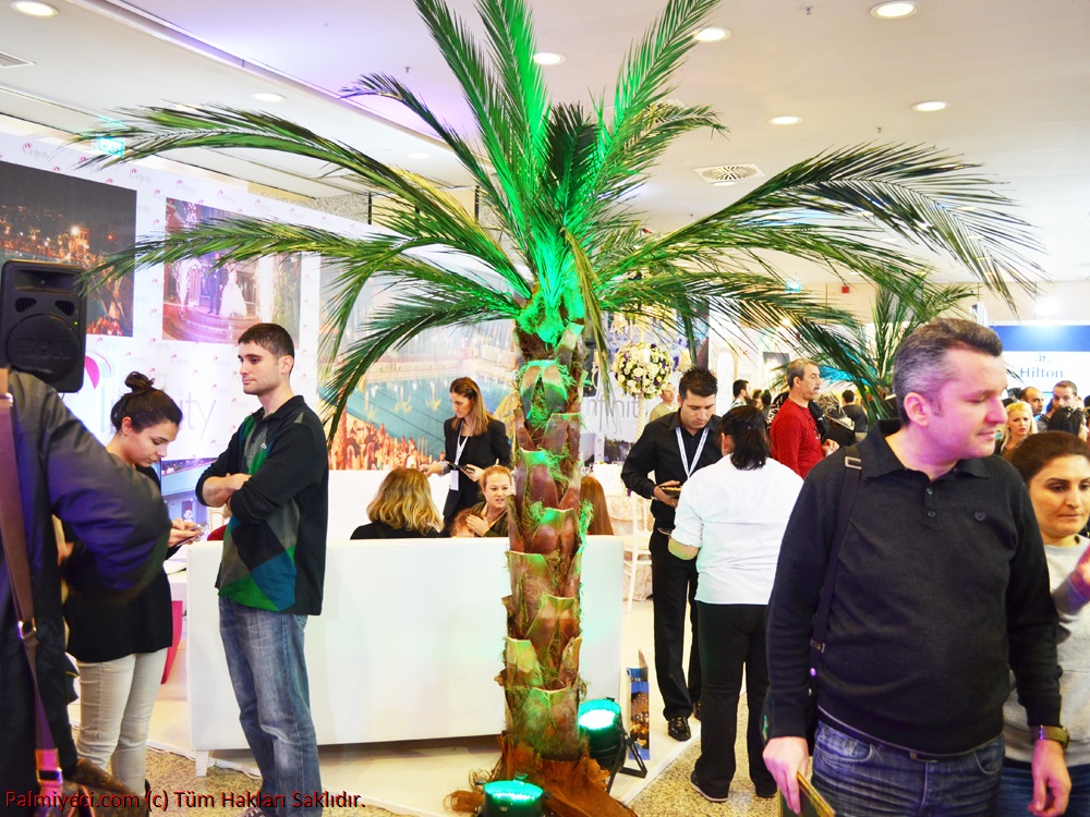 Decorative Palm Tree