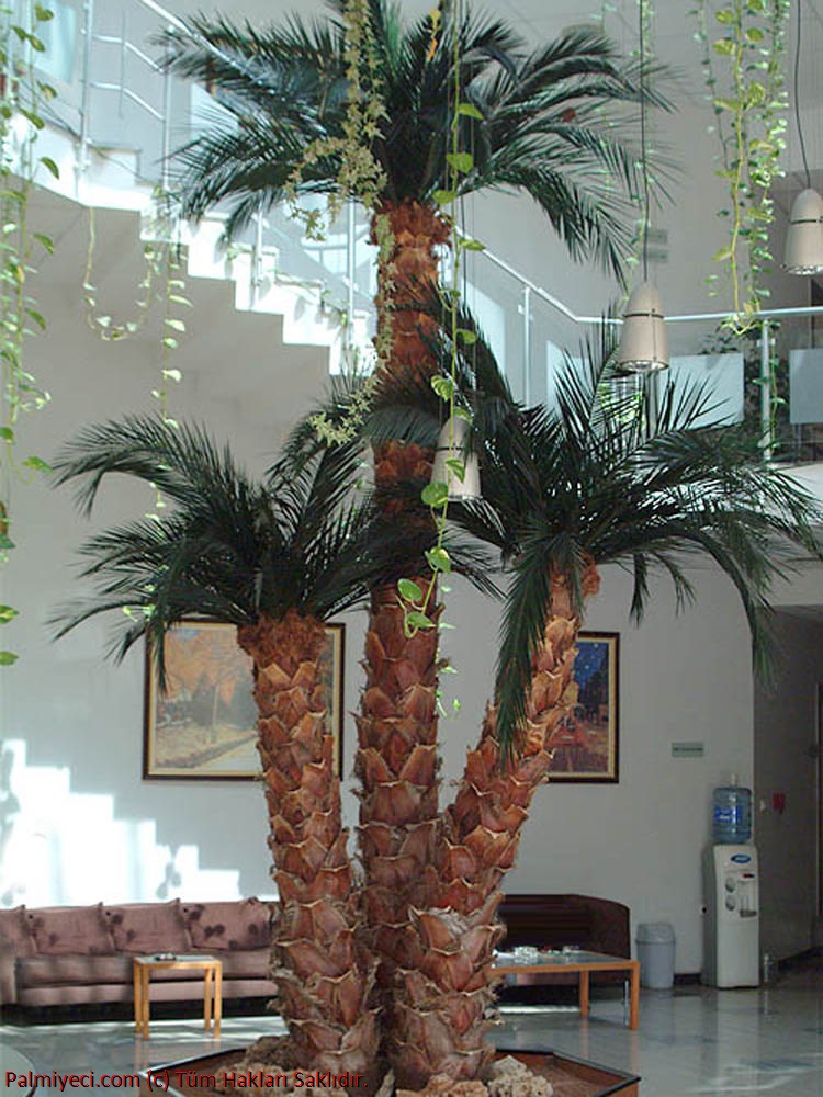 Three Body Palm