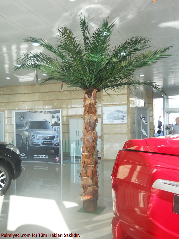 Showroom Palm