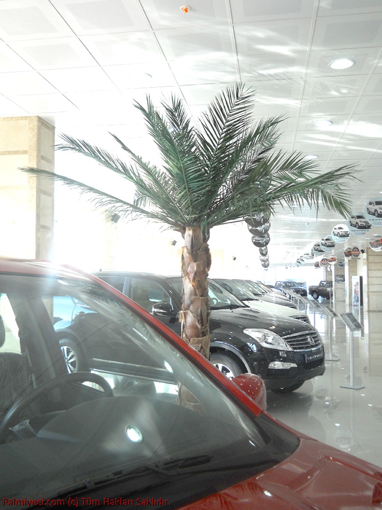 Showroom Palm