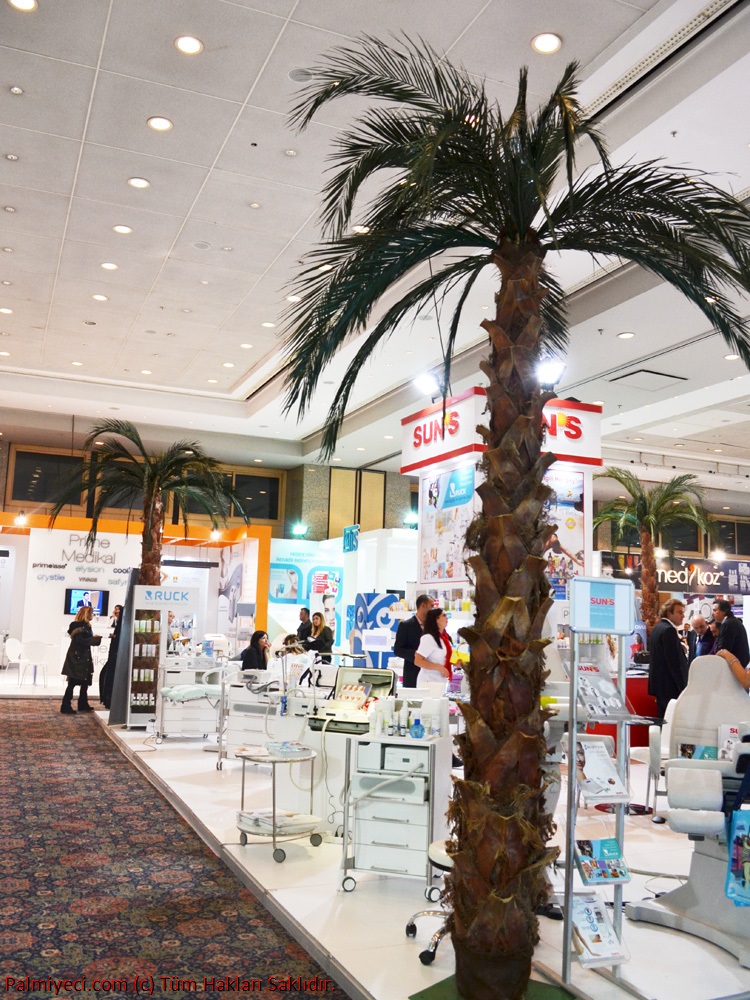 Corner Palm