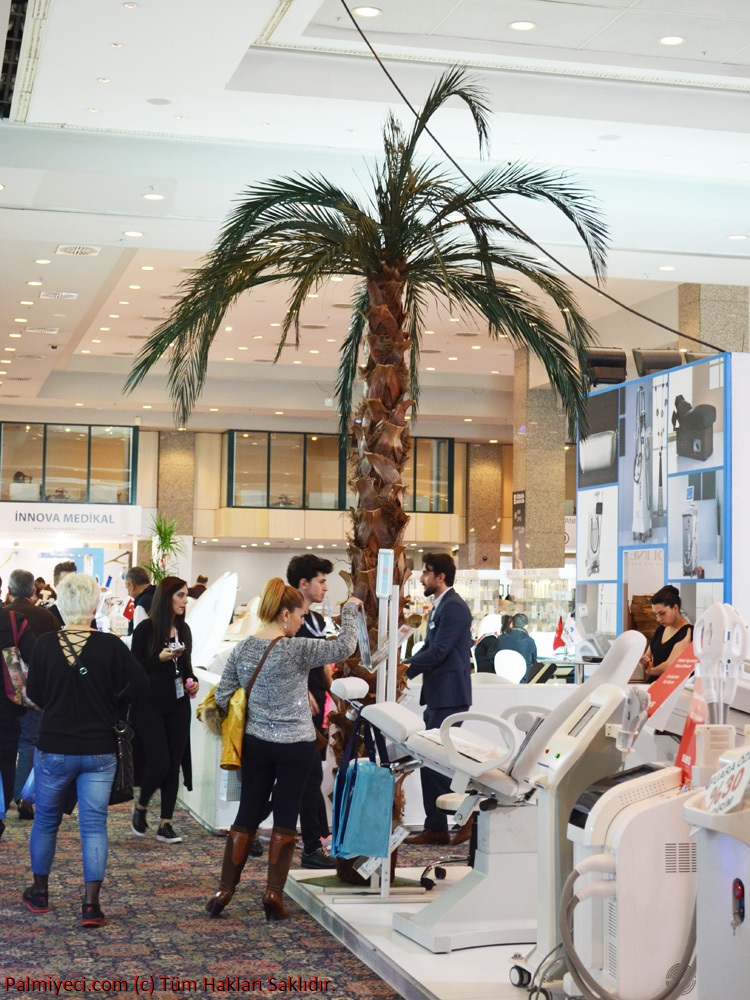 Corner Palm