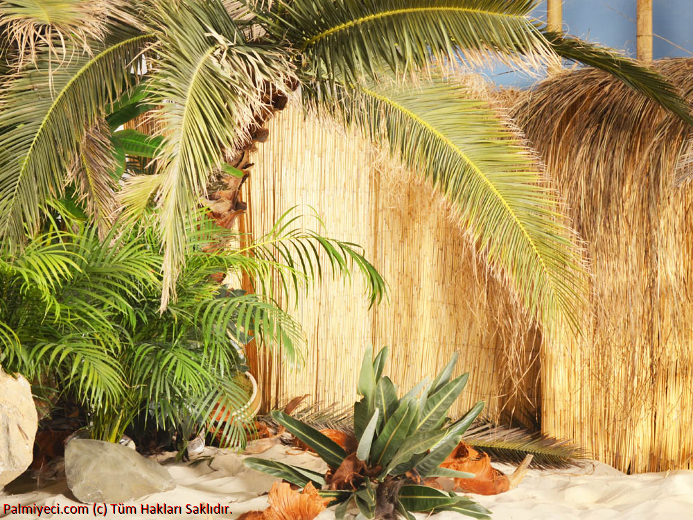 Palm Decoration